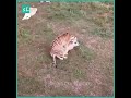 PERKAWIANAN HARIMAU DENGAN SINGA
