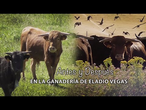 Erales y Novillos Antes y Después en la Ganadería de Eladio Vegas