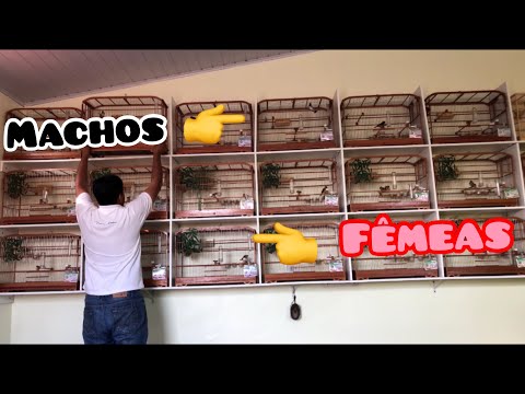 How to have several male collared peccaries in the same place as the females