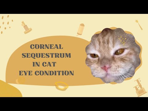 Corneal sequestrum in cat||eye condition||Treatment options by Dr Hafiz Nouman zaheer