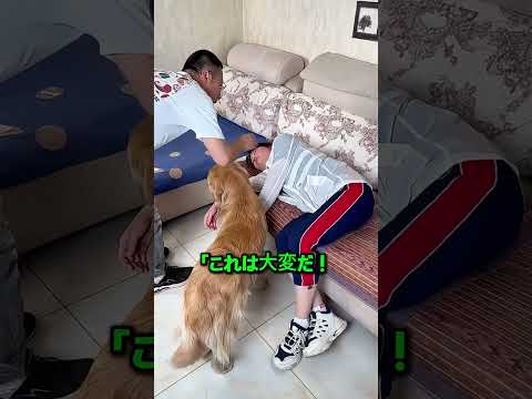 倒れた飼い主を救うために必死で走った犬 最後まで飼い主を守った忠犬の感動物語