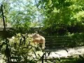 Camels Bronx Zoo No Rides Due To COVID