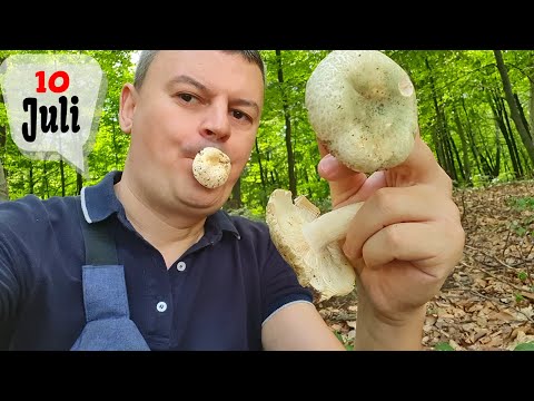 Berba Gljiva - 10 Juli