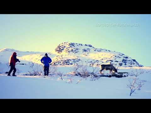 Rentiere fotografieren in Norwegen