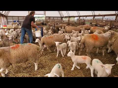 , title : 'Sheep Farming: The Fall Lambs