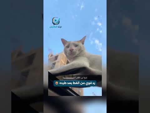 طلب من القط النزول من فوق السيارة.. فكات ردة الفعل قوية 😂📷
