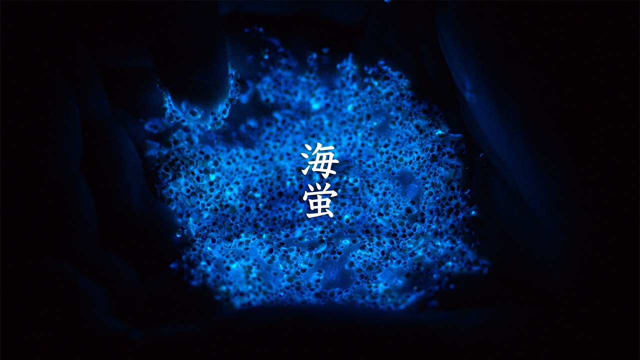 Umi-Hotaru at Yuki no Takahama