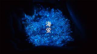 Umi-Hotaru (sea-firefly) video preview