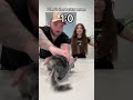 My first chinchilla ever BETRAYED ME