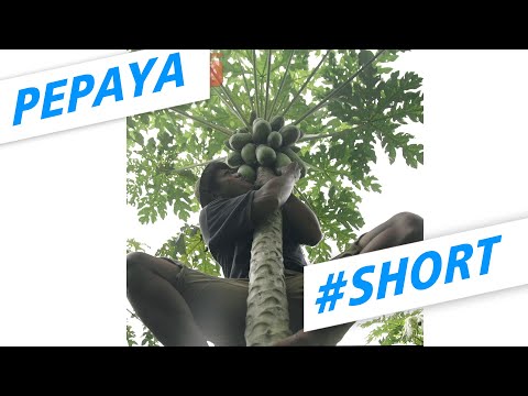 panjat-pepaya-komedifantasijawa-shorts