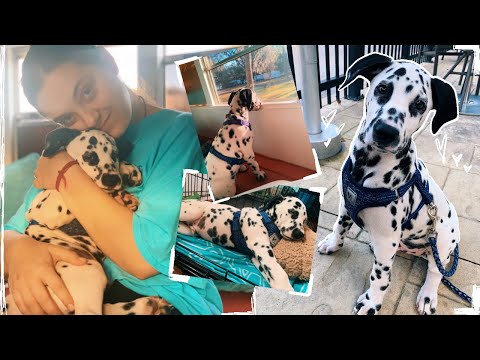 Life with a 3 Month Old Dalmatian Puppy | PUPDATE 🐶🐾