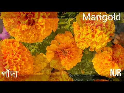 BEST WINTER FLOWERS!