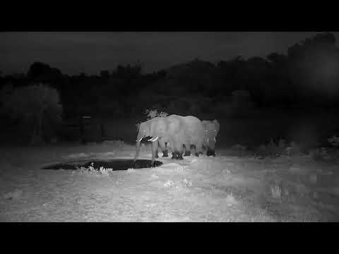 Djuma: Small group of Elephants drink at the pan - 18:40 - 10/28/2022