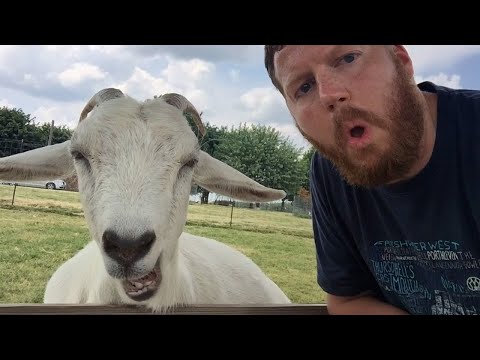 Les vidéos d'animaux les plus drôles 2024