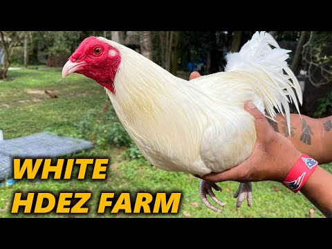 White Kelso Claret - Hdez Farm Beautiful White Birds