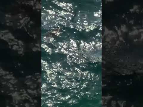 Juvenile Great white shark free swimming (HB PIER)