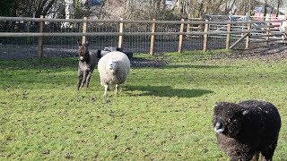 Donkey Gets Adopted By Sheep And Becomes Best Friends