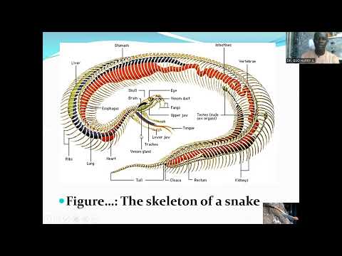 Anatomy and Physiology of Reptiles. July 5, 2023