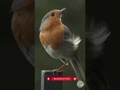 Rotkehlchen im Winter: 3 überraschende Überlebensstrategien & Praxistipps für deinen Garten