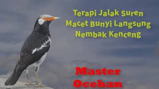 Download lagu Terapi Jalak Suren Macet Bunyi Langsung Nembak Kenceng mp3 Download lagu Terapi Jalak Suren Macet Bunyi Langsung Nembak Kenceng mp3