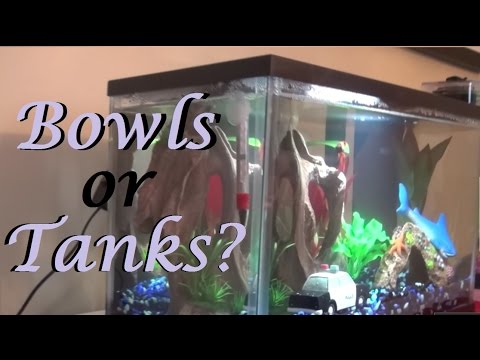 Betta Fish: Bowls vs Tanks | Non Biased FACTS