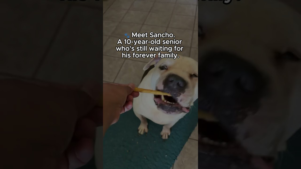 Enlarge Sancho, a ADOPTABLE mixed breed in Rancho Palos Verdes, CA video 2/2