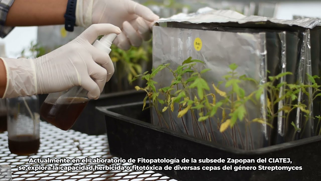 Actinobacterias del suelo como potenciales bioherbicidas