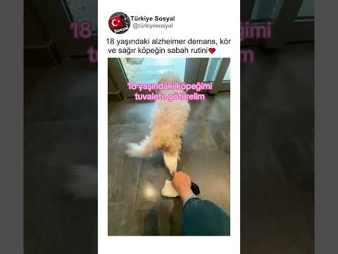 18 Yaşındaki Köpeğin Sabah Rutini🐕💖
