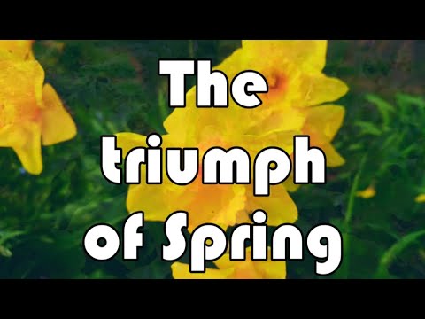 The triumph of spring 🌼