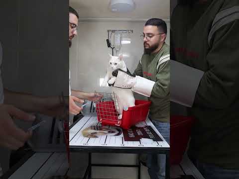 how to deal with angry cat and ferocious cat 😺 part 44