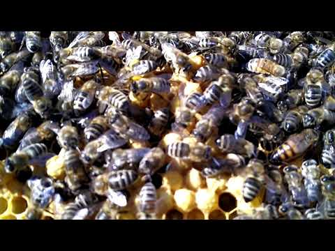 , title : 'Bienen Begattungkästchen auf Flachzarge - hat es den Winter überstanden?'