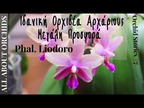 , title : 'Phal. Liodoro. Ιδανική Ορχιδέα για Αρχάριους. Οικονομική Προσφορά. Orchid Stories #7'