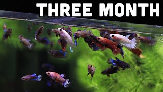 3 month old Baby Bettas | Which one will I sell ?