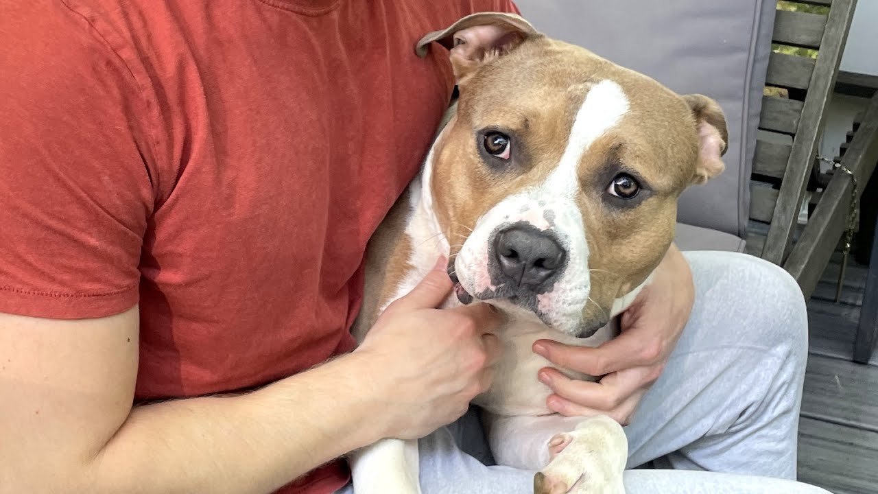 Drakey, a Adoptable mixed breed in York, PA video 6/6