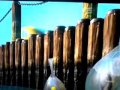 Pós Creditos Procurando Nemo