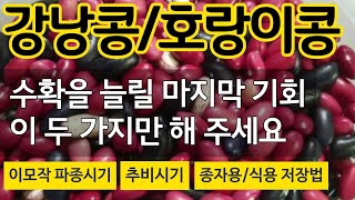 강낭콩/호랑이콩 수확을 늘릴 마지막 기회! 이 두가지만 해 주세요. 이모작 파종시기, 추비시기, 종자용, 식…