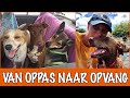 Het succes van Pippi's opvang! Hoe maak je je dromen waar?  | DierenpraatTV