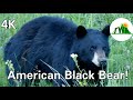 The American Black Bear Everything You Need To Know Short Wildlife Film 4k
