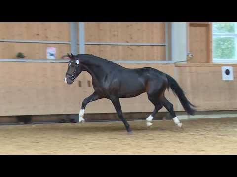 "Der Herbst ist jung": 20. PZG Holledau - Jubiläums - Freilaufcup 2018 mit Fohlenauktion