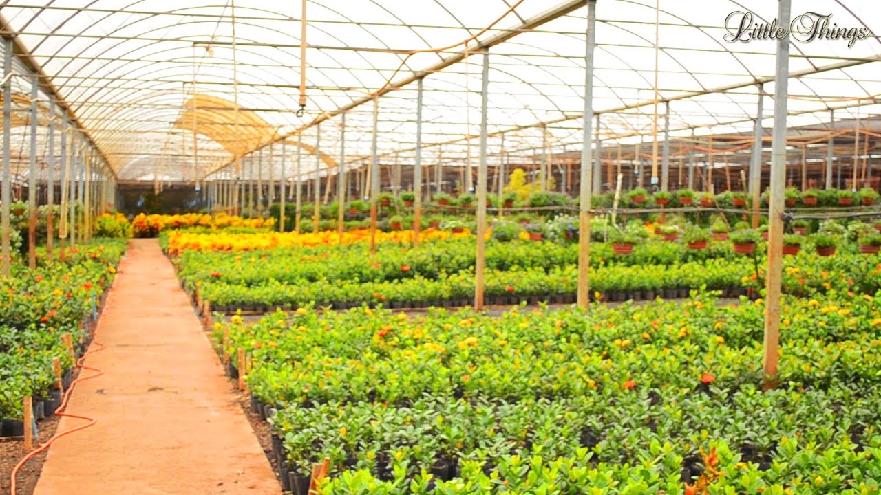 Dicas de Cultivo - Spagnhol Plantas Ornamentais