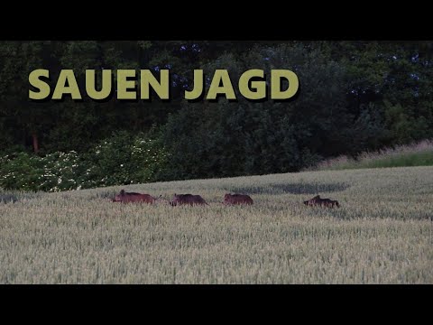 Weizenpirsch auf Sauen in Mecklenburg-Vorpommern 1 - Jagdkrone