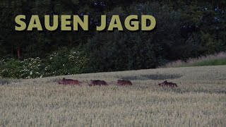 Weizenpirsch auf Sauen in Mecklenburg-Vorpommern 1 - Jagdkrone