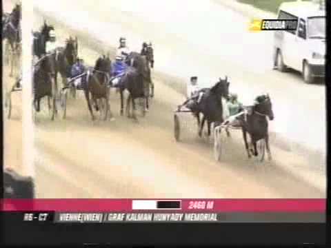 Graf Kalman Hunyady 2010 -Wellington