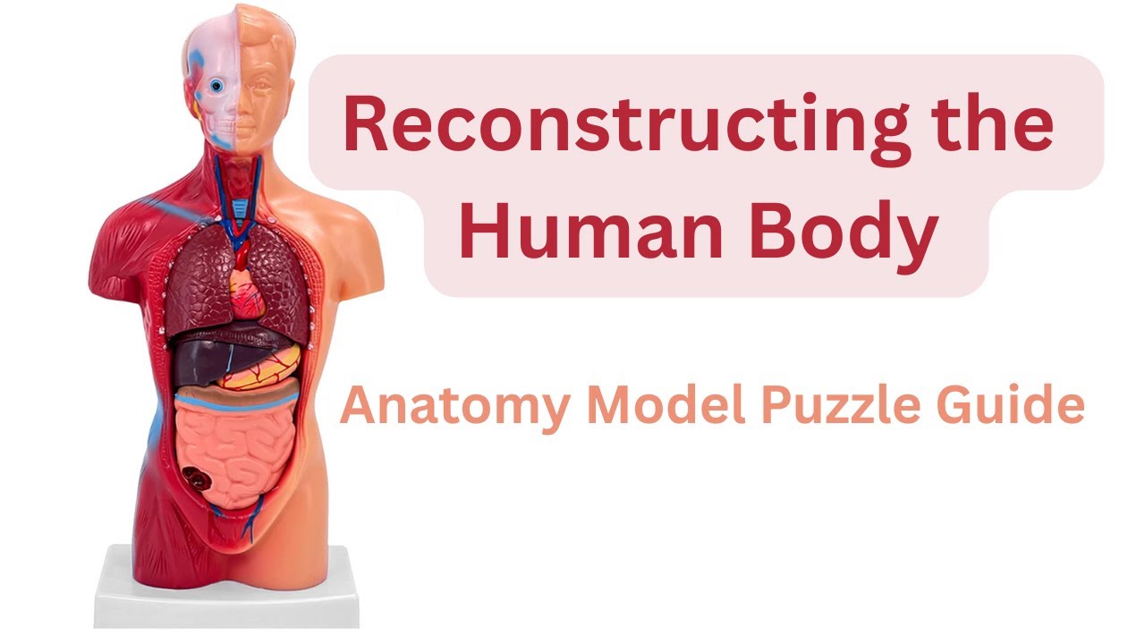 Human Anatomy Model Assembly | Complete Step-by-Step Tutorial
