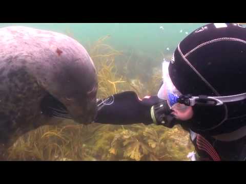 Así Reaccionó Una Foca Al Ser Acariciada Por Un Buzo