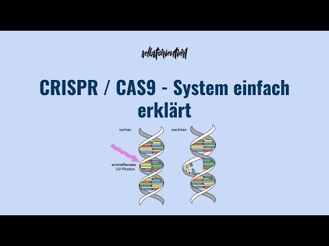 CRISPR- / CAS9-System einfach erklärt - Methode und Anwendung mit Pro- & Contra der Funktionsweise