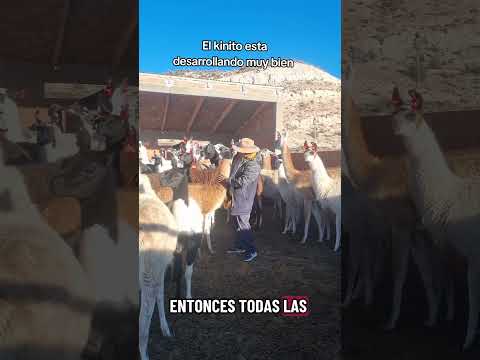 El kinito aquí en #curahuara_de_carangas #Oruro #Bolivia