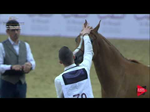 N.70 NAJA AL NASSER - 2019 Qatar Nat. Peninsula show - Fillies 3 Years Old (Class 3) .mp4