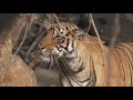 Tiger Kills Sambar Deer