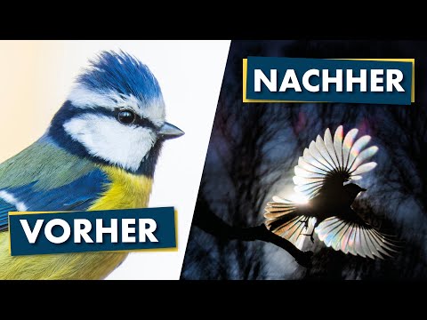 3 tips for creative bird photos | The best filter for backlighting
